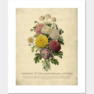 Varieties of Chrysanthemums of India Posters and Art